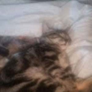 Meet your Posher, Lynn